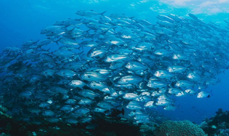 Banco de pesca