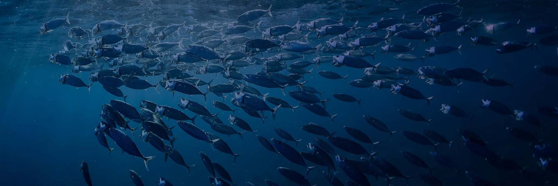 Bermeo tuna Forum 2